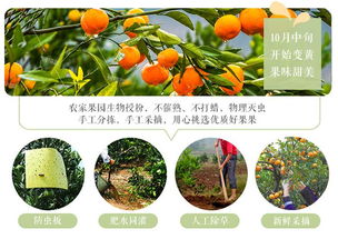宜昌三峡蜜桔新鲜水果桔子3斤装柑橘早熟橘子 果径55 60mm